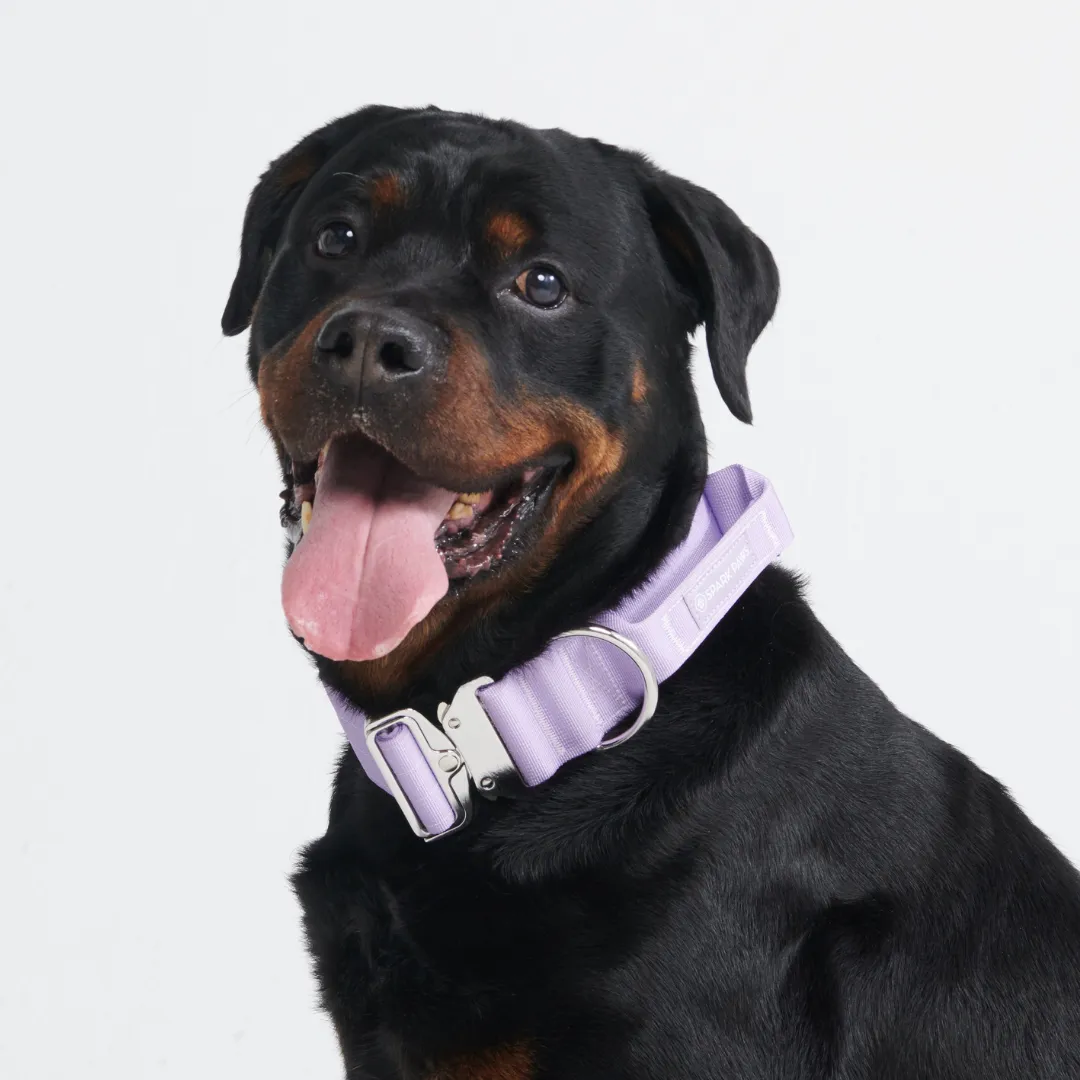 Comfort Control Collar - Lilac